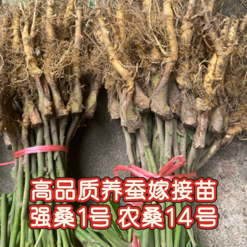 正宗养蚕桑苗强桑1号养蚕苗专用桑树幼苗农桑14号强桑5号嫁接苗