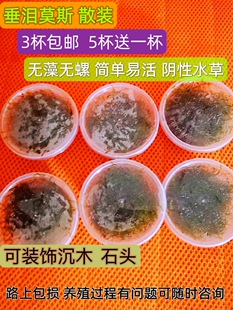 包邮 饰植物沉木阴性增氧水草淡水苔藓 垂泪莫斯净水鱼缸造景装 散装