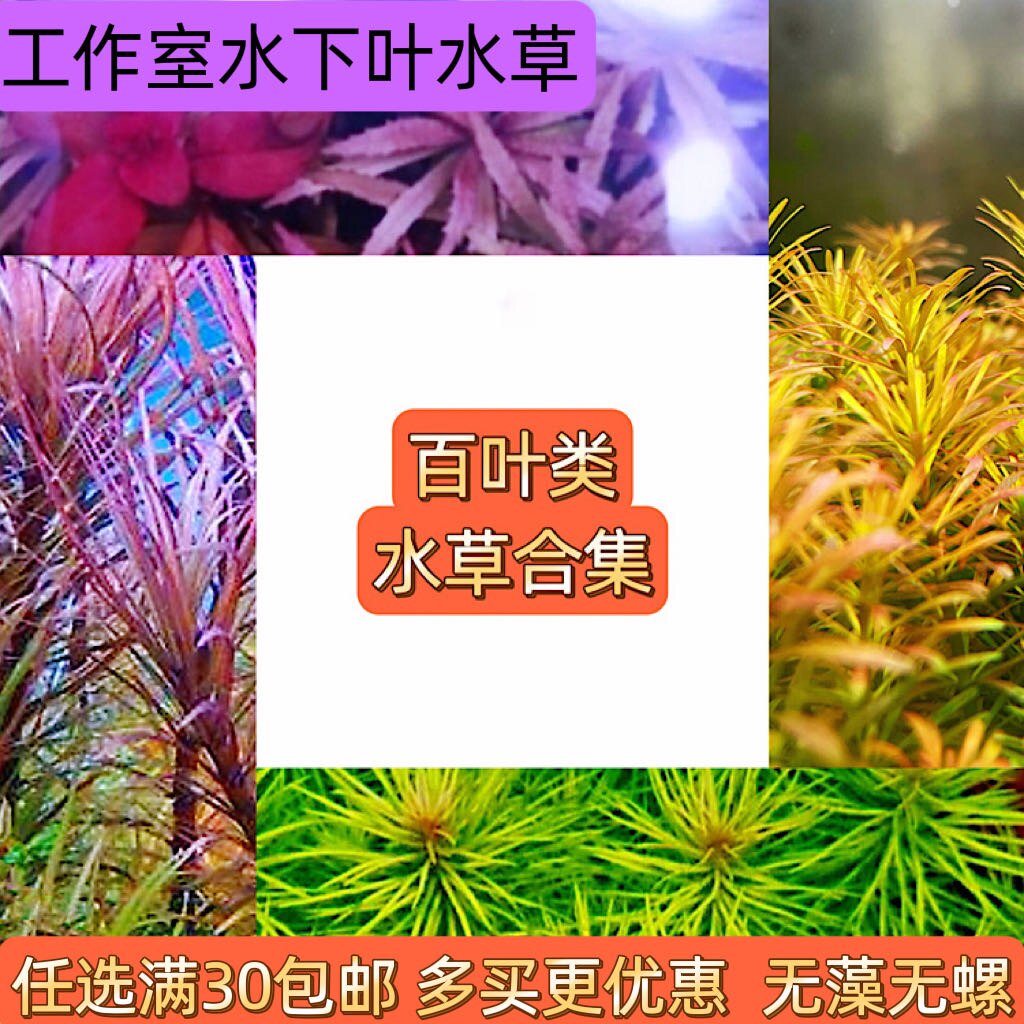百叶类水草合集紫三角紫百叶火花百叶南美百叶水草鱼缸造景中后景