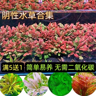 饰造景植物固定淡水增氧新手懒人入门套餐 阴性前中后景水草鱼缸装