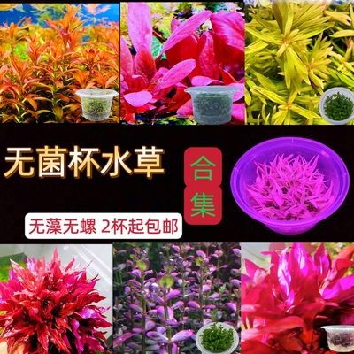 无菌杯鱼缸造景前景水草矮珍珠