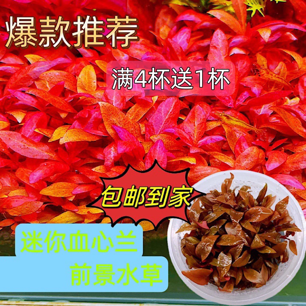 迷你血心兰水草红色鱼缸造景红树