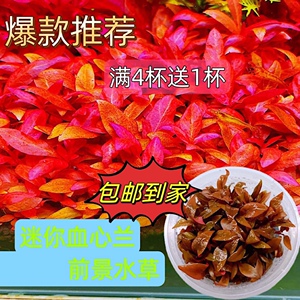 迷你血心兰水草红色鱼缸造景红树