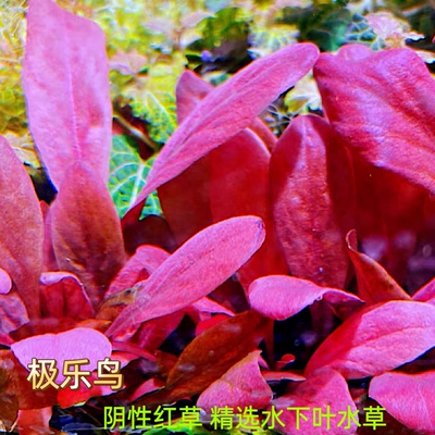 阴性极乐鸟红宝石水草前中景淡水
