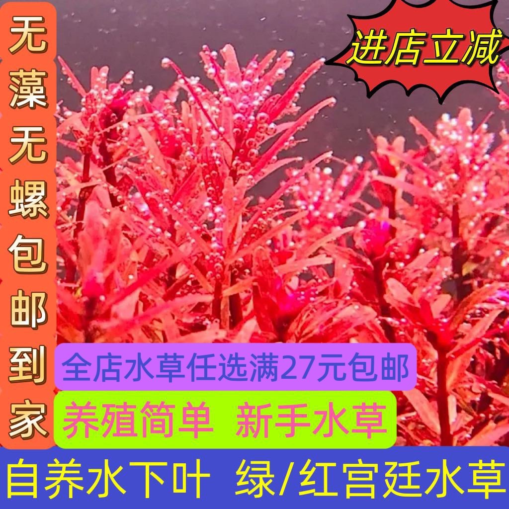 血红宫廷粉红宫廷绿宫廷水草包邮新手鱼缸造景淡水草缸水下叶自养