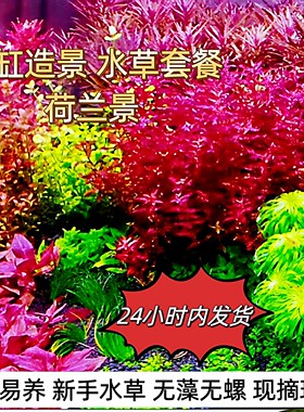荷兰景水草套餐新手友好懒人水草