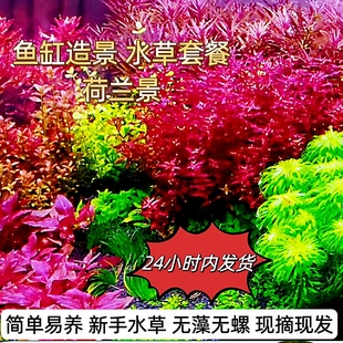 鱼缸水草套餐水下叶造景植物荷兰景阴性活体新手懒人开缸淡水包邮