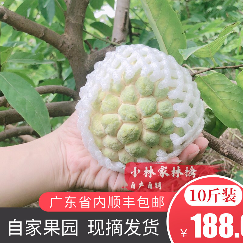 潮汕番荔枝水果新鲜潮汕林檎图片