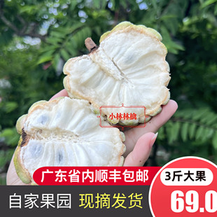 潮汕樟林林檎 佛头果番荔枝释迦孕妇当季水果现摘现发顺丰包邮