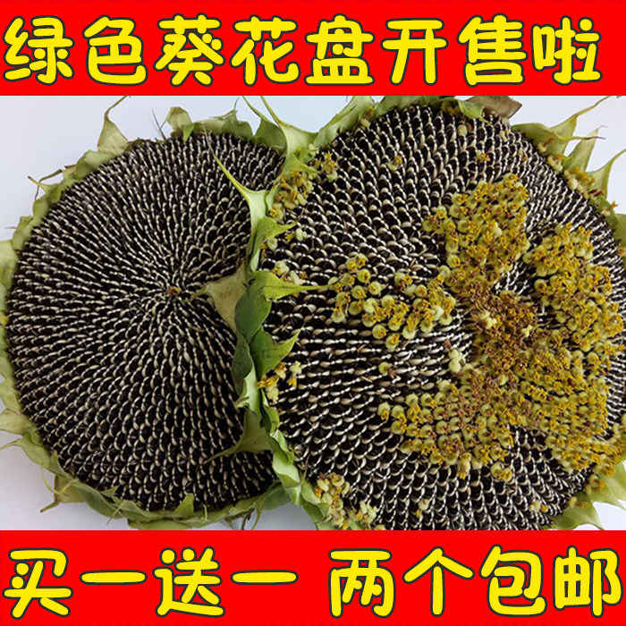 26年新鲜葵花盘带籽向日葵盘瓜子孕妇休闲零食原味生瓜子松鼠包邮