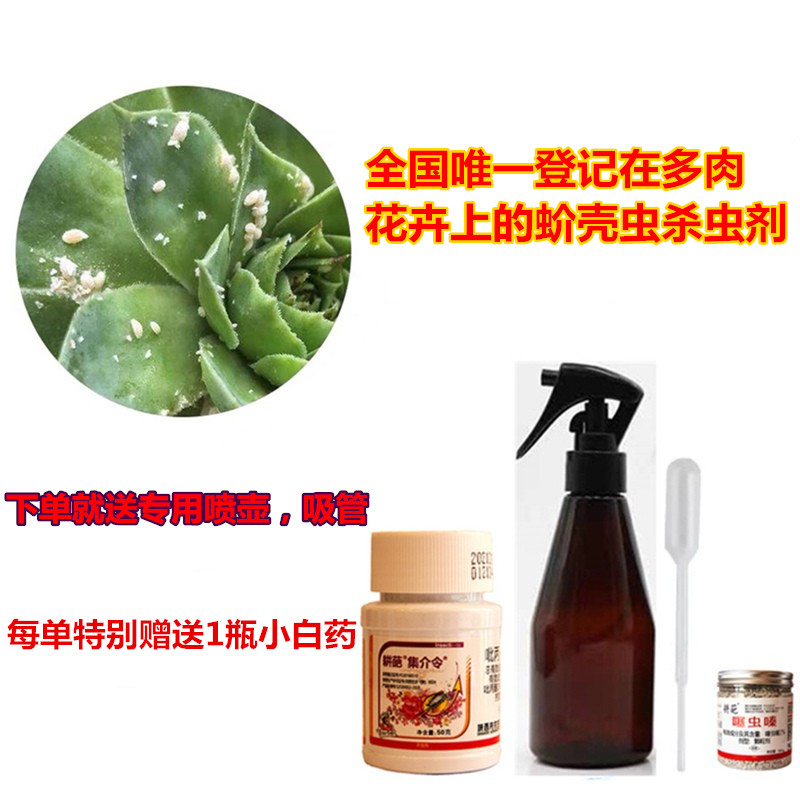多肉蚧壳虫杀虫剂介壳虫药剂防除白虫小黑飞药多肉花卉专用杀虫剂