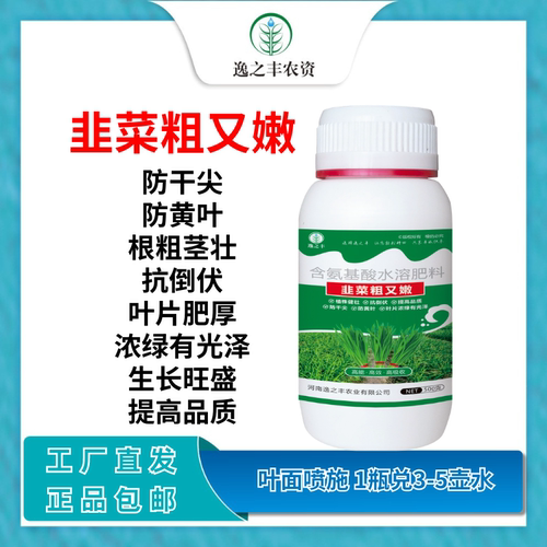 韭菜粗又嫩叶绿厚叶面肥韭菜粗又壮抗倒伏黄叶干尖卷叶根壮植株壮