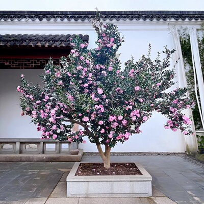 粉色花朵乙女茶梅茶花树苗