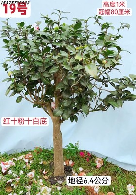 精品正宗十八学士茶花原生造型树名贵茶花树桩盆景四季常青花期长