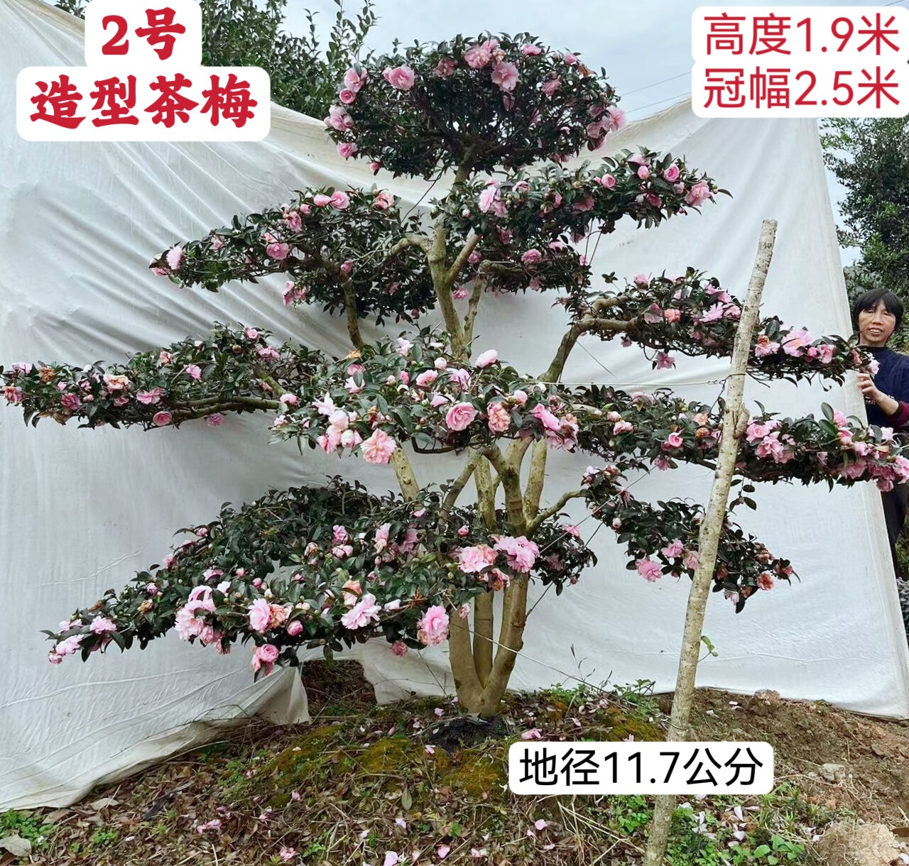 造型日本茶梅别墅庭院名贵花卉楼顶冬季大茶梅树粉色20年老树包邮