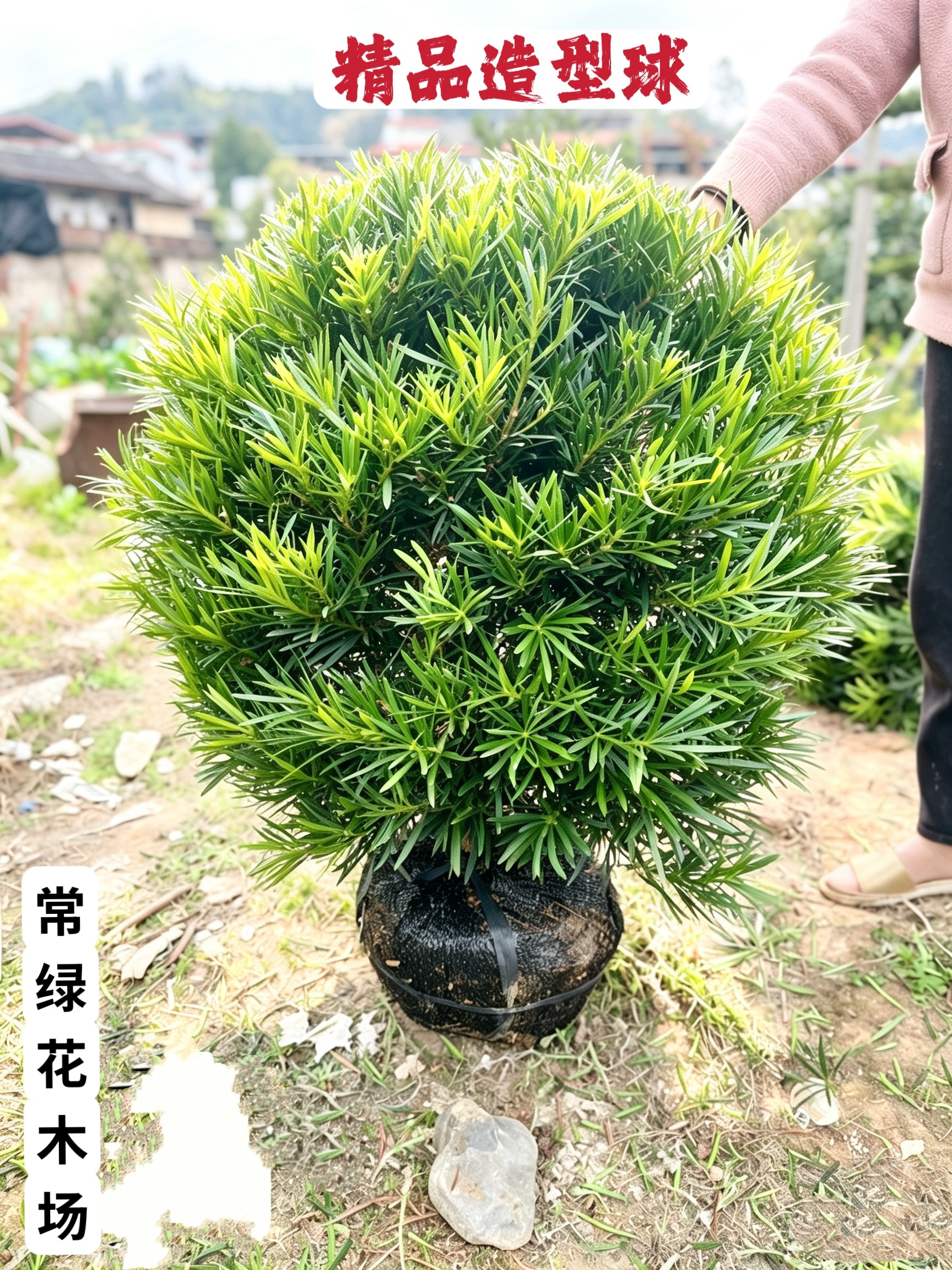 精品球形罗汉松树苗别墅庭院花园造景四季常青带大土球景观造型树