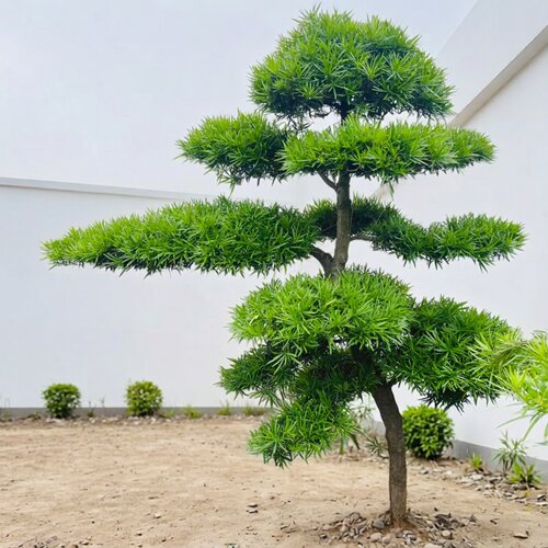 名贵罗汉松造型盆景庭院耐寒