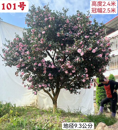 日本茶梅庭院花多漂亮观赏花卉