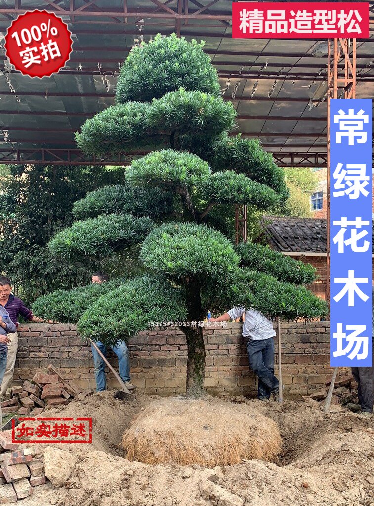 奇异s造型庭院常绿植物阳台楼顶盆景迎客松名贵别墅一物一拍包邮