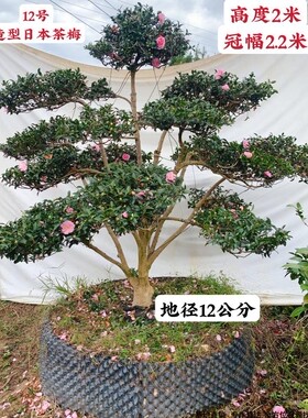 精品日本茶梅树乙女大茶树别墅庭院绿植名贵耐寒冬茶一物一拍包邮