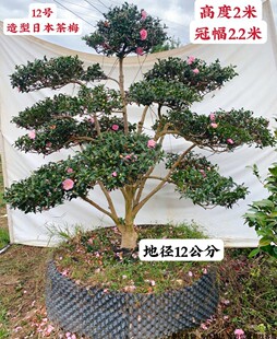 精品日本茶梅树乙女大茶树别墅庭院绿植名贵耐寒冬茶一物一拍包邮