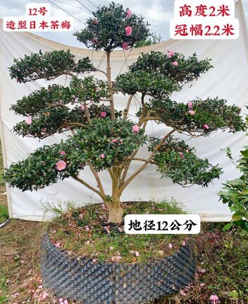 精品日本茶梅树乙女大茶树别墅庭院绿植名贵耐寒冬茶一物一拍包邮