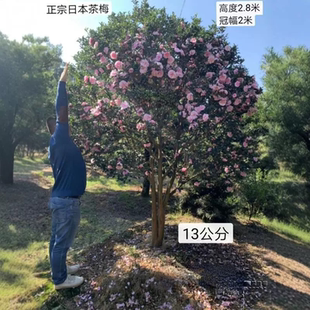 新款日本茶梅树苗盆栽地栽庭院阳台花卉植物开花耐寒好养