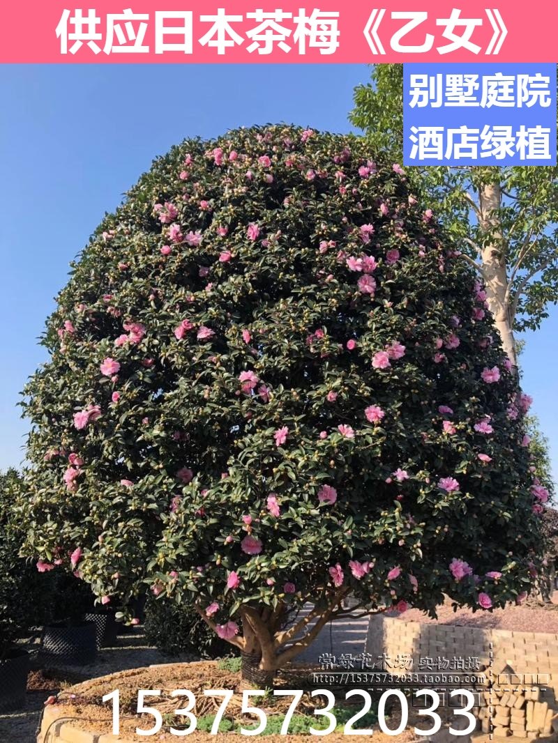 名贵日本粉茶梅 乙女茶花 别墅庭院 耐寒南北方植物一物一拍包邮