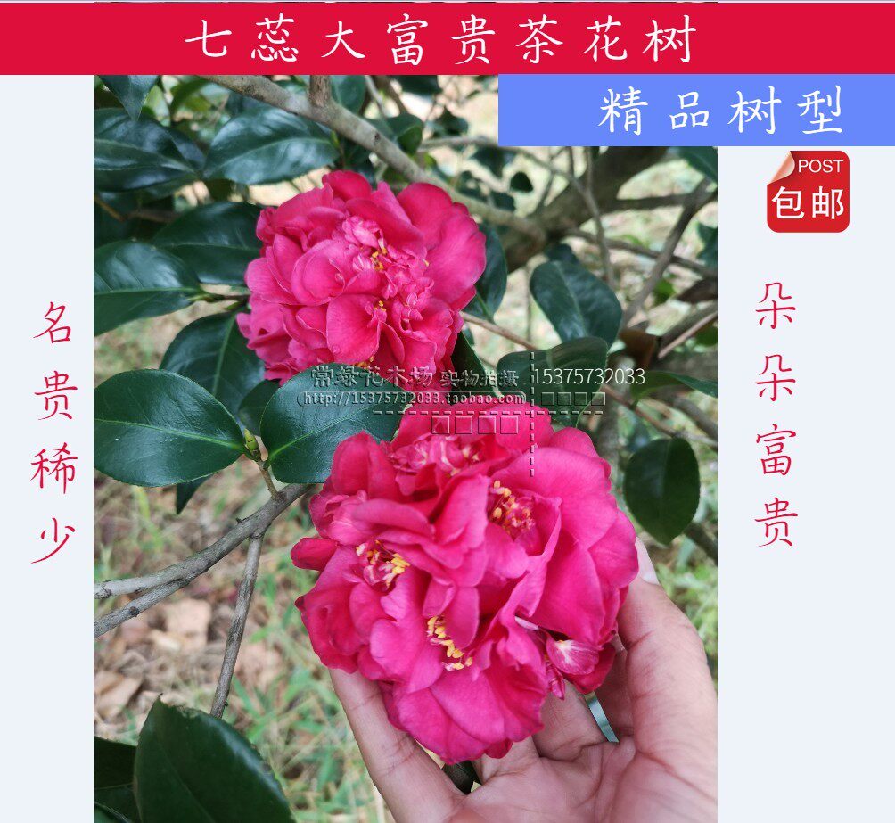 名贵精品茶花树  古老茶树大富贵茶花 庭院花卉绿植 花开富贵包邮