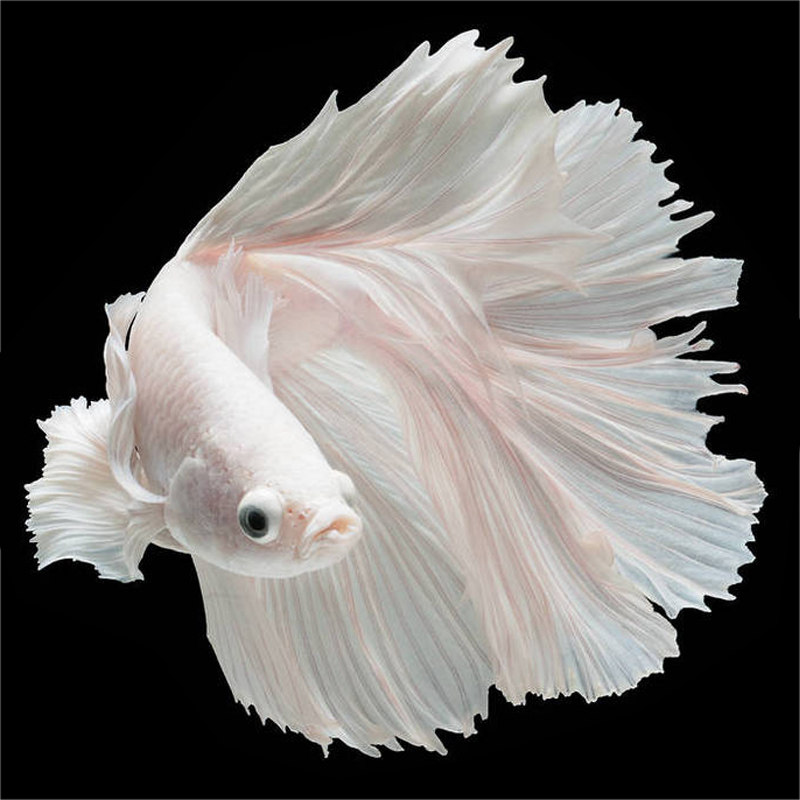 泰国斗鱼半月狮王将军糖果半月母鱼观赏热带淡水好养耐活宠物鱼鱼