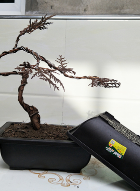 盆景花盆长方形塑料仿紫砂梅花文竹专用四方微景观多肉花盆大口径