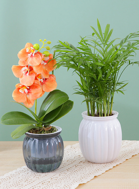 创意南瓜花盆自吸水简约懒人土水培绿萝多肉盆塑料透明室内摆件盆