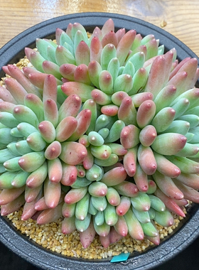 兰亭序冠幅16CM
