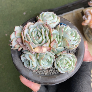 勃朗峰无砍9头冠幅10.5CM