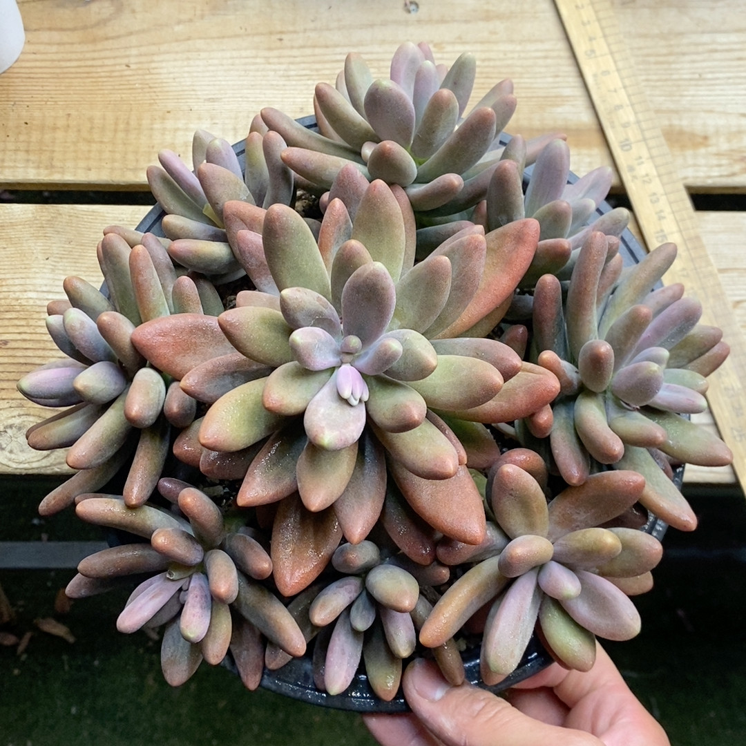 糖果美人冠幅24CM