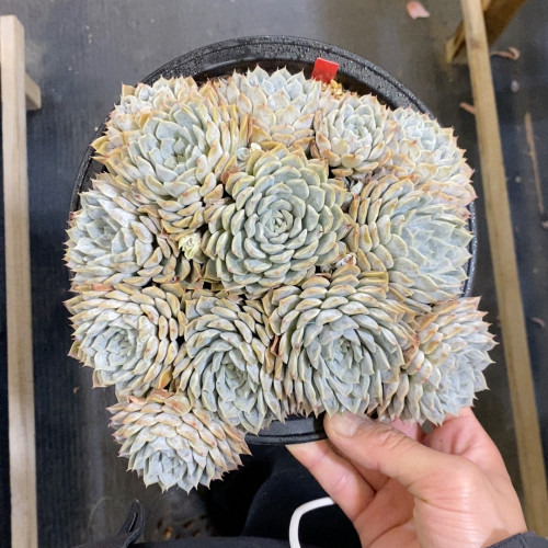 玛丽贝尔冠幅21CM