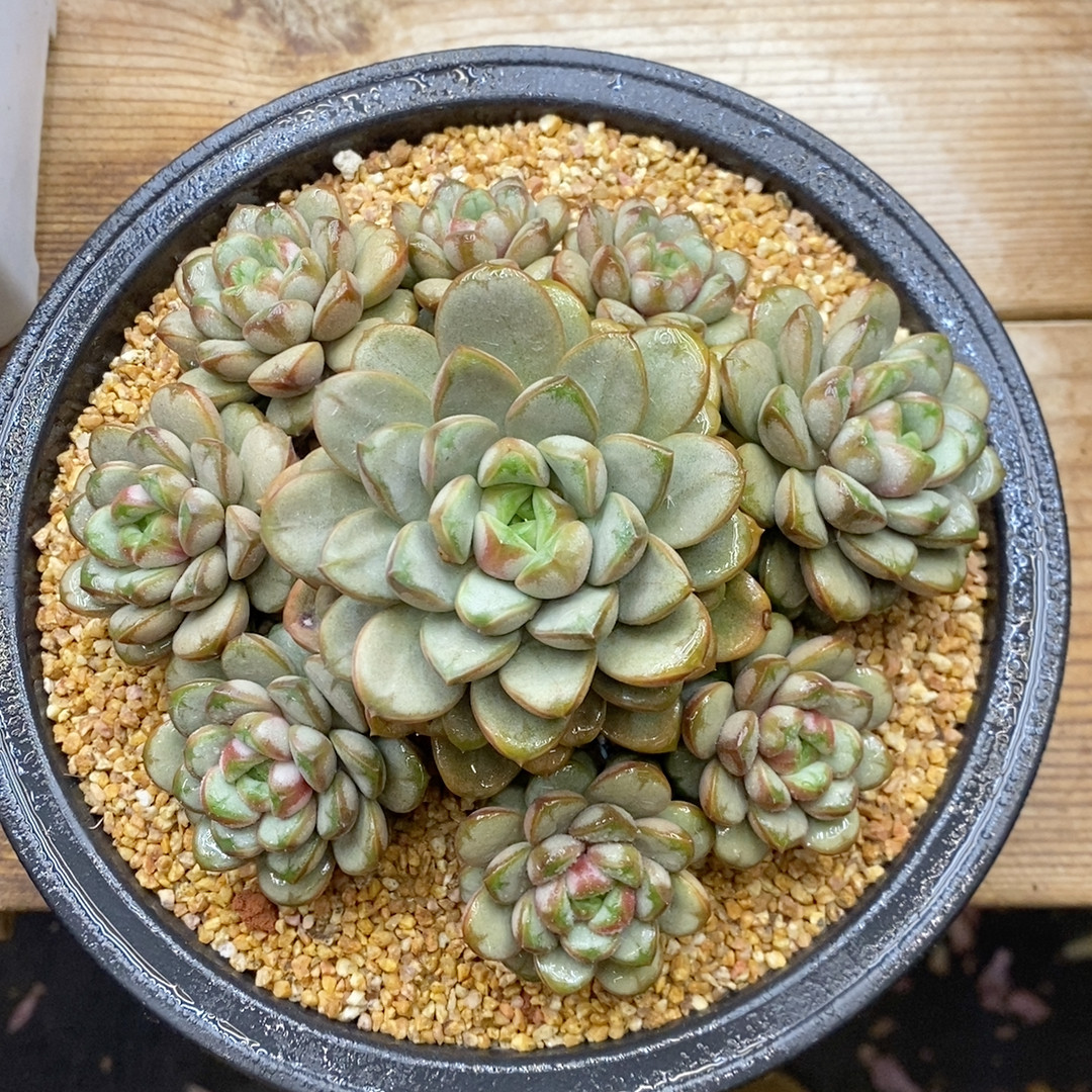 葡萄冠幅16CM