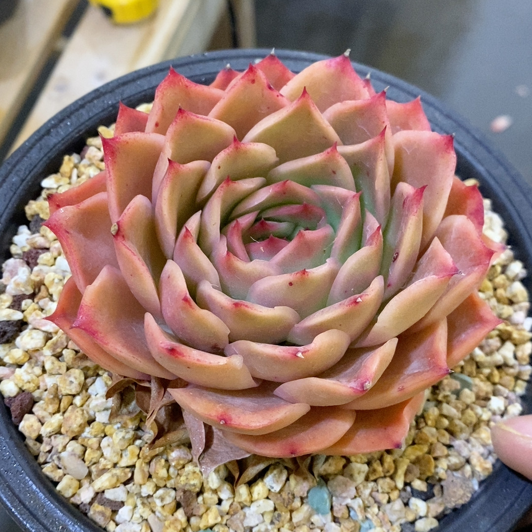 杂交冠幅10CM,鲜花速递/花卉仿真/绿植园艺,多肉植物,淘宝优惠券,粉丝福利购,淘宝优惠卷