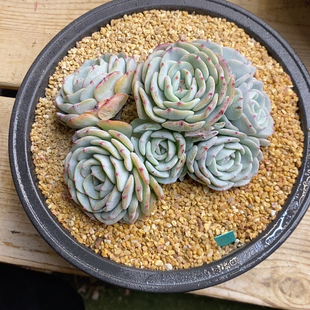 勃朗峰无砍7头冠幅13.5CM