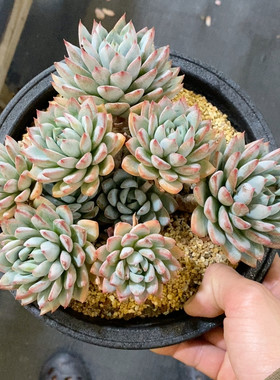女美月冠幅19CM