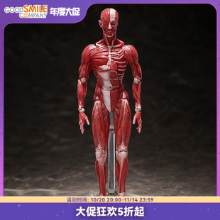 人体模型 figma 手办模玩动漫游戏周边二次元 GSC现货