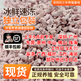 冰冻红皮乳鼠粉皮白霜跳跳喂蛇冰鲜小白鼠喂猫宠物蛇食物角蛙饲料