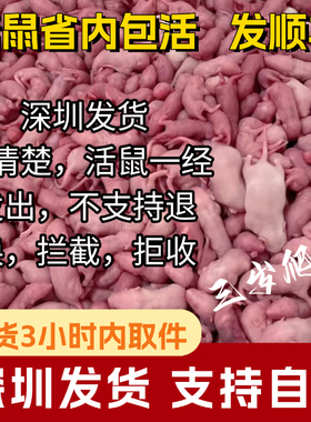 广东深圳发货活鼠红皮乳鼠喂蛇小白鼠喂猫宠物蛇食物角蛙速冻新鲜