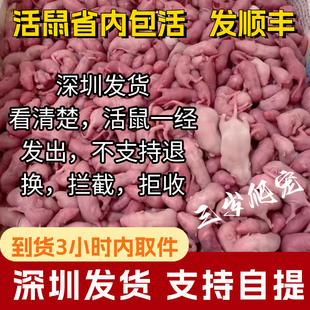 广东深圳发货活鼠红皮乳鼠喂蛇小白鼠喂猫宠物蛇食物角蛙速冻新鲜
