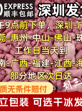 深圳刘三岁小白鼠饲料