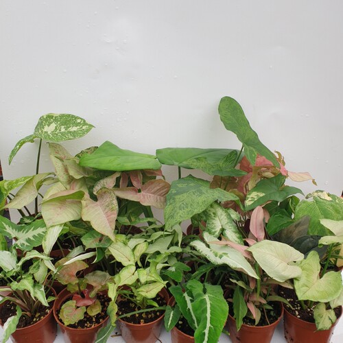 观叶合果芋小盆栽银狐合果芋熊猫巴布迪粉锦铜叶黄锦白锦净化空气