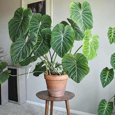 明脉蔓绿绒Philodendron Gloriosum荣耀蔓绿绒ins风广州小盆栽