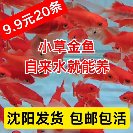 草金鱼小型鱼观赏鱼新手推荐好养活冷水鱼饲料鱼