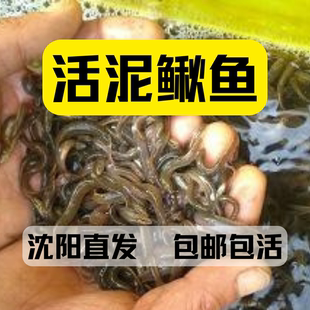 东北小泥鳅苗黑壳河虾乌龟龙鱼钓鱼魟虎鱼喂食大型鱼粮食饲料