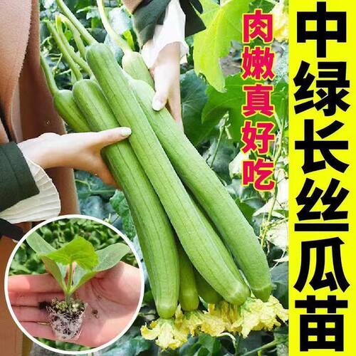 四季高产耐热带土球丝瓜秧苗